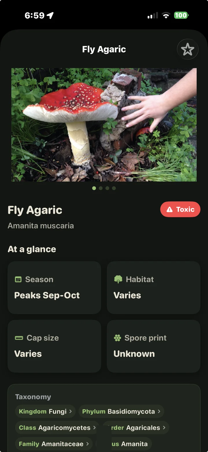 Fly Agaric species page with a prominent Toxic badge