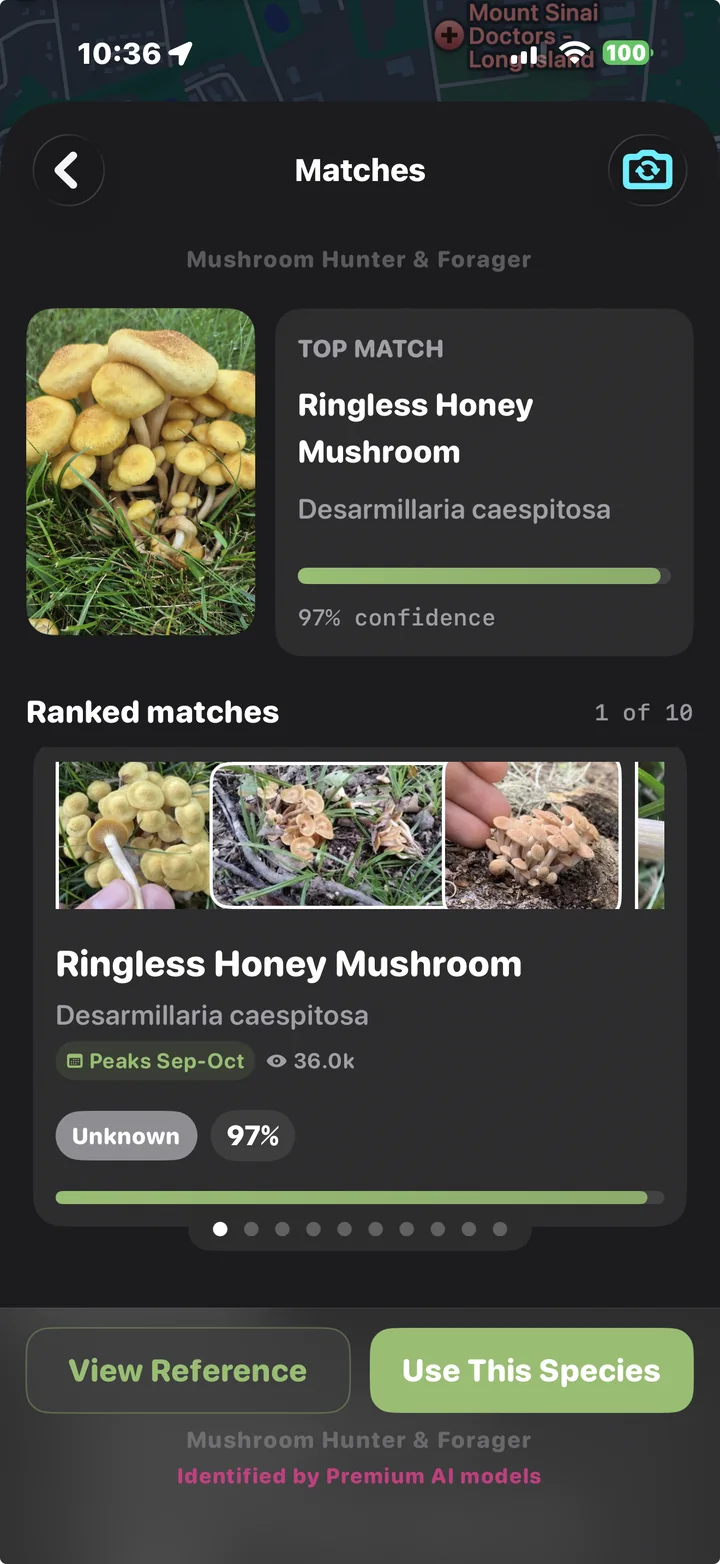 Identification result: Ringless Honey Mushroom, 97% confidence, with ranked matches