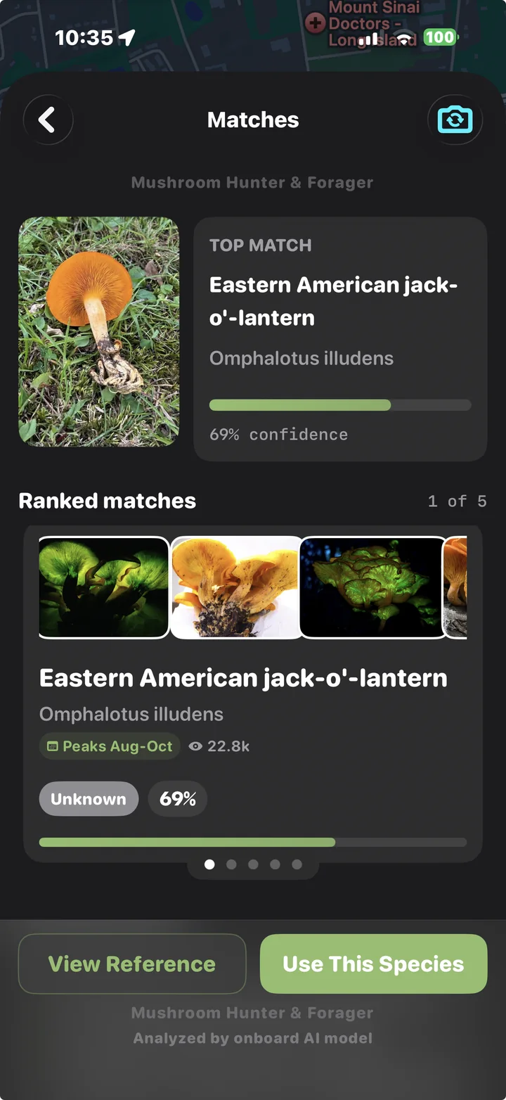 Identification result: Eastern American jack-o'-lantern, a toxic chanterelle lookalike