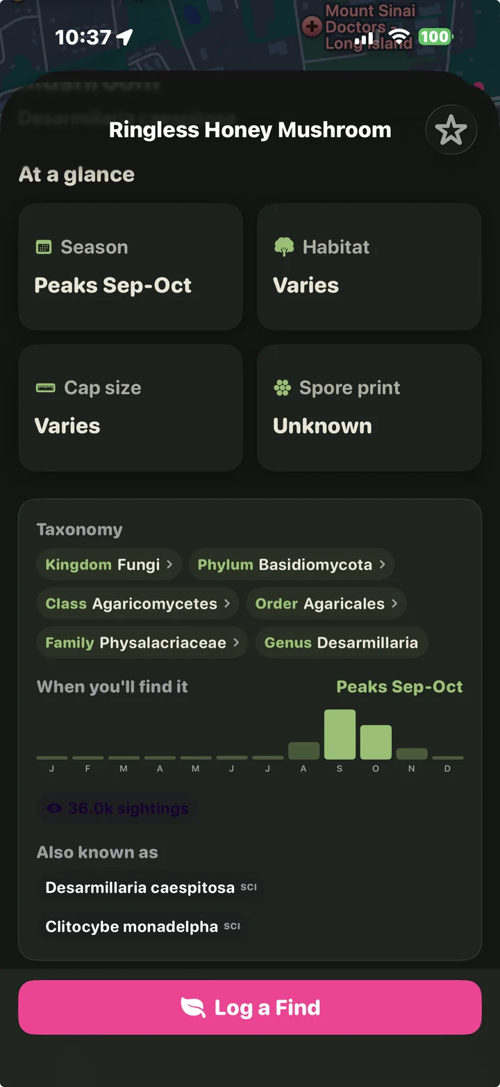 Species page showing a month-by-month fruiting season chart peaking in September and October